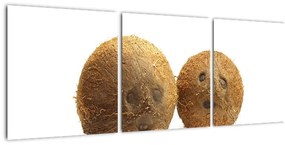 Kokosový orech, obraz