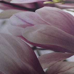 Obraz - Magnolie (150x105 cm)
