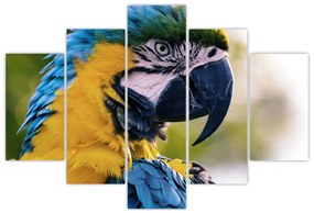 Obraz - papagáj