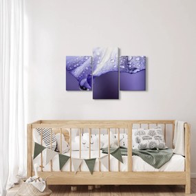 Obraz - Okvetný lístok s kvapkami (90x60 cm)