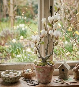 Dekoračný stromček Magnolia s bielymi kvetmi - 16*14*60 cm