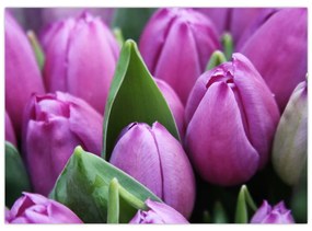 Sklenený obraz - kvety tulipánov (70x50 cm)