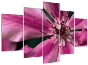 Obraz ružového kvetu plamienku (150x105 cm)