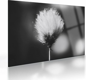 Sklenený obraz - Čiernobiely cottongrass (70x50 cm)