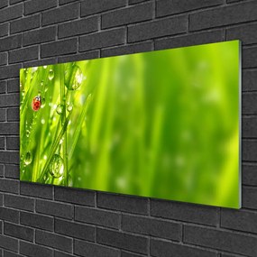 Skleneny obraz Tráva lienka príroda 140x70 cm