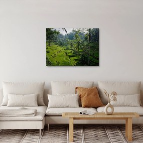 Obraz ryžových terás Tegalalang, Bali (70x50 cm)