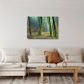 Obraz lesa (70x50 cm)