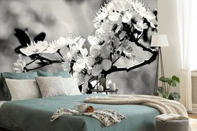 Samolepiaca fototapeta čiernobiely čerešňový kvet - 150x100