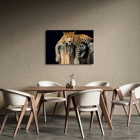 Sklenený obraz - Gepard (70x50 cm)
