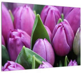 Sklenený obraz - kvety tulipánov (70x50 cm)