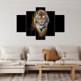 Obraz - Tiger (150x105 cm)