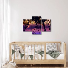 Obraz - Stromy pri západe slnka (90x60 cm)