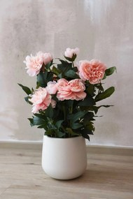 Umelá pivonka v krémovom kvetináči PEONY, výška 70 cm, ružová