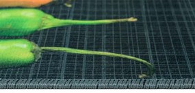 Koberce Breno Kusový koberec CASA 201/graphite, viacfarebná,60 x 180 cm