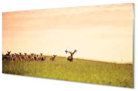Sklenený obraz Stádo jeleňov poľa svitania 100x50 cm