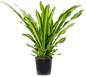 Dracaena fragrans burley 3pp 27x110 cm