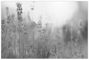 Obraz - Levanduľa (90x60 cm)