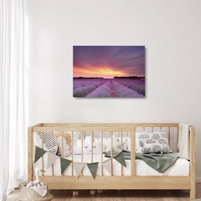 Sklenený obraz - Levanduľové pole (70x50 cm)