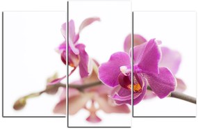 Obraz na plátne - Orchidea kvet izolovaná na bielom pozadí 1222C (105x70 cm)