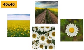 Set obrazov lúka plná kvetov - 4x 40x40