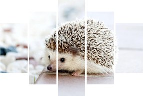 Obraz ježka (150x105 cm)