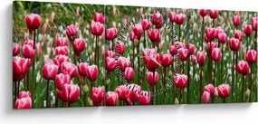 Obraz tulipánov (s hodinami) (90x30 cm)