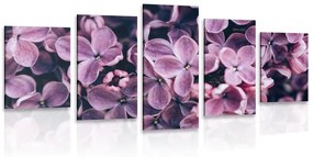 5-dielny obraz fialové kvety orgovánu - 200x100