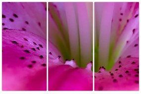 Detail kvetu - moderný obraz