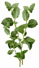 Aromatický vankúš Mint 50x70 cm EMI