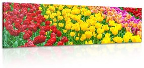 Obraz záhrada plná tulipánov - 120x40