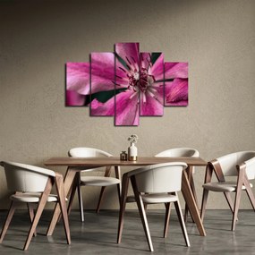 Obraz ružového kvetu plamienku (150x105 cm)