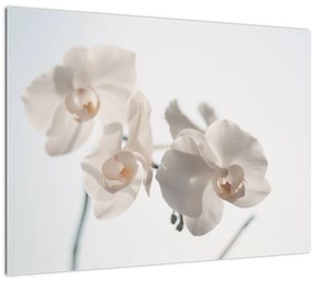 Sklenený obraz bielej orchidey (70x50 cm)