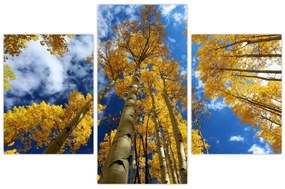 Obraz - Aspen (90x60 cm)