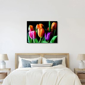 Obraz tulipánov na čiernom pozadí (70x50 cm)