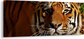 Obraz tigra (120x50 cm)