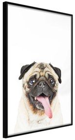 Artgeist Plagát - Pug [Poster] Veľkosť: 40x60, Verzia: Čierny rám