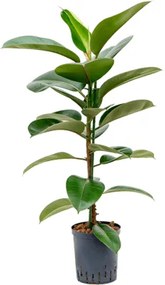 Ficus elastica Robusta 18/19 výška 65 cm