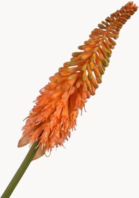 Rastlinné dekorácie Kniphofia, 2 ks