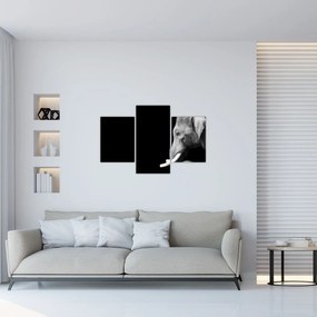 Obraz - Slon (90x60 cm)