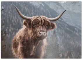 Sklenený obraz - Highlander krava (70x50 cm)
