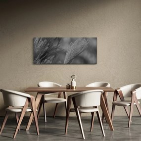 Obraz - Sušená pampová tráva (120x50 cm)