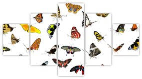 Obrazy motýľov