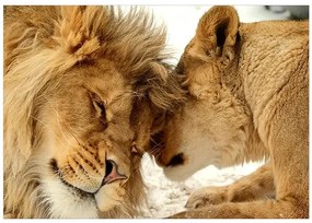 Fototapeta - Lion Tenderness Veľkosť: 150x105, Verzia: Standard