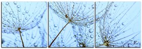 Obraz na plátne - Pampeliškové semienka s kvapkami vody - panoráma 5202B (120x40 cm)