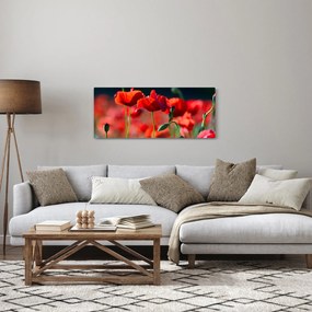 Obraz - vlčie maky (120x50 cm)