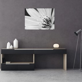 Obraz - Čiernobiely kvet (70x50 cm)