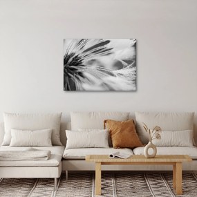 Obraz - Makro, čiernobiela (70x50 cm)