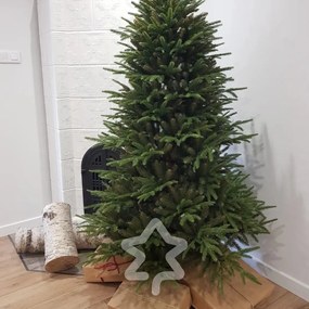 Jedľa Kaukazská 180 cm