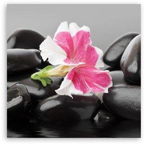 Obraz na plátně, Růžový květ na zenových kamenech - 50x50 cm