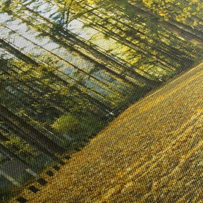 Obraz - les v jeseni (150x105 cm)